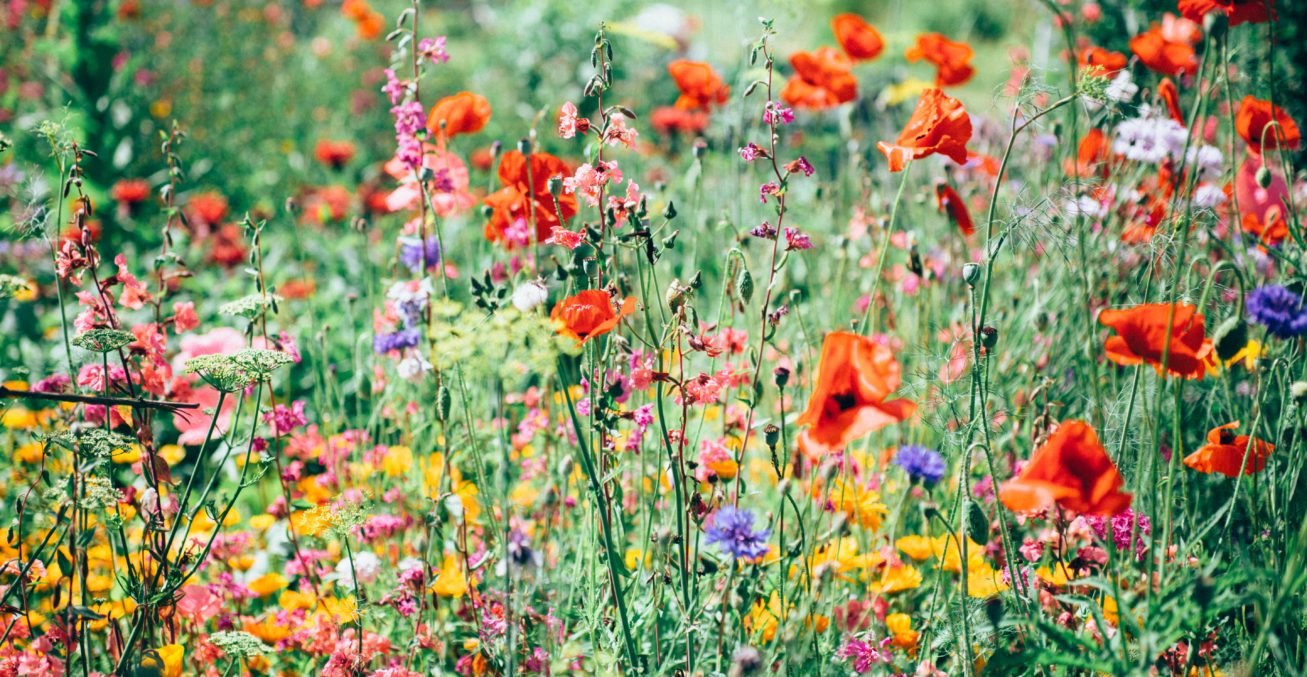 nature-uninterrupted-photography-v-3NQ3pmWkY-unsplash nature-uninterrupted-photography-v-3NQ3pmWkY-unsplash