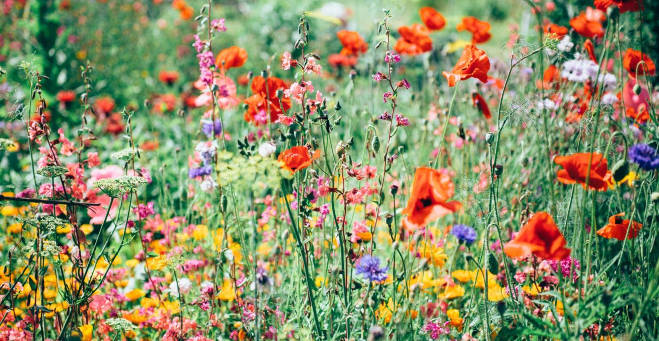 nature-uninterrupted-photography-v-3NQ3pmWkY-unsplash nature-uninterrupted-photography-v-3NQ3pmWkY-unsplash