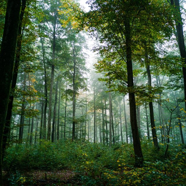 b-nw-zJCRuCJV5Is-unsplash