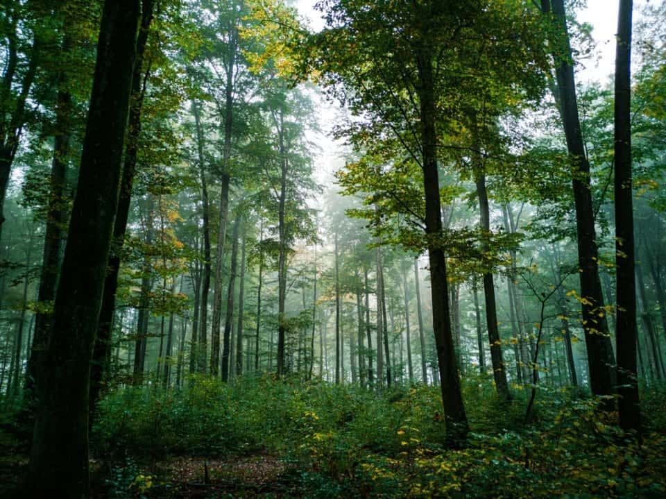 batteri svømme at tiltrække Nu planter vi træer - faktisk en hel skov! - GreenMobility Denmark