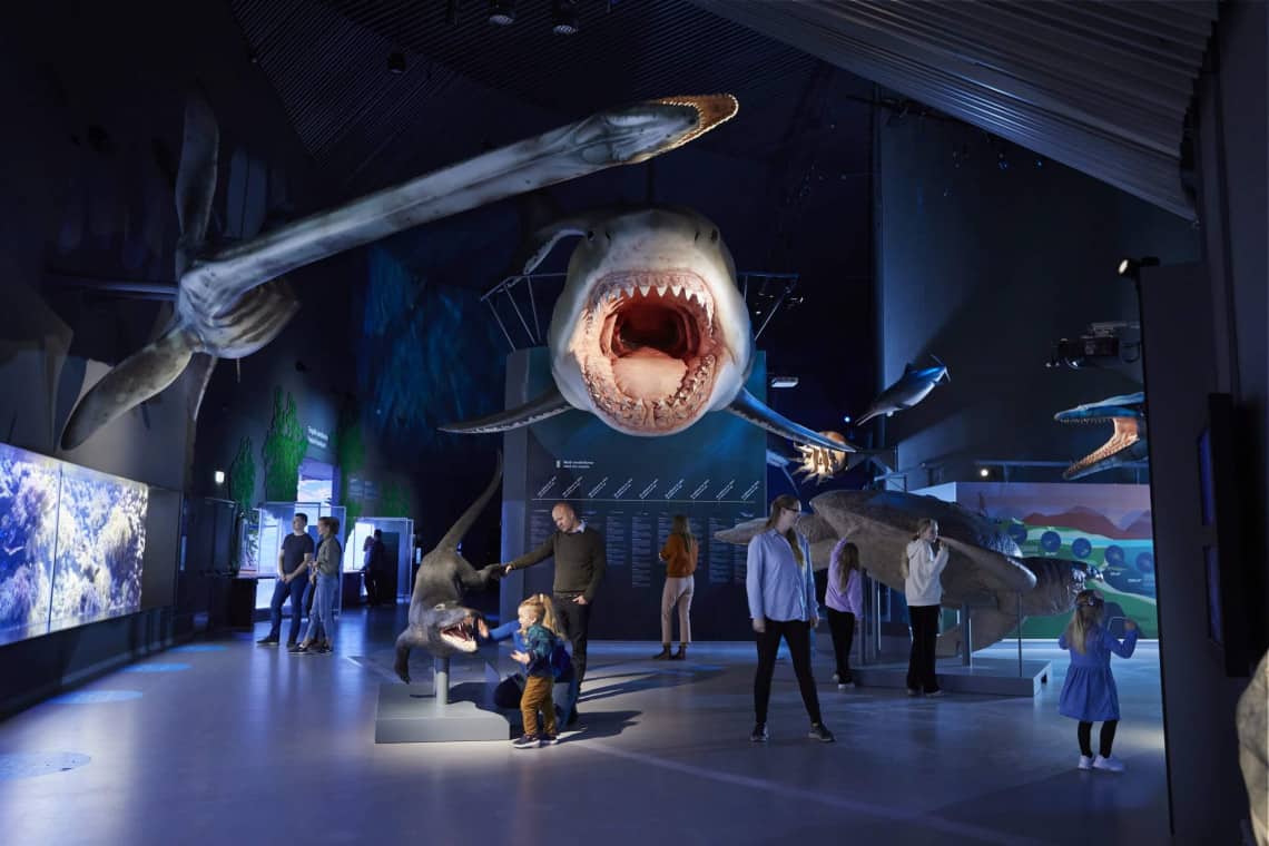 shark in museum