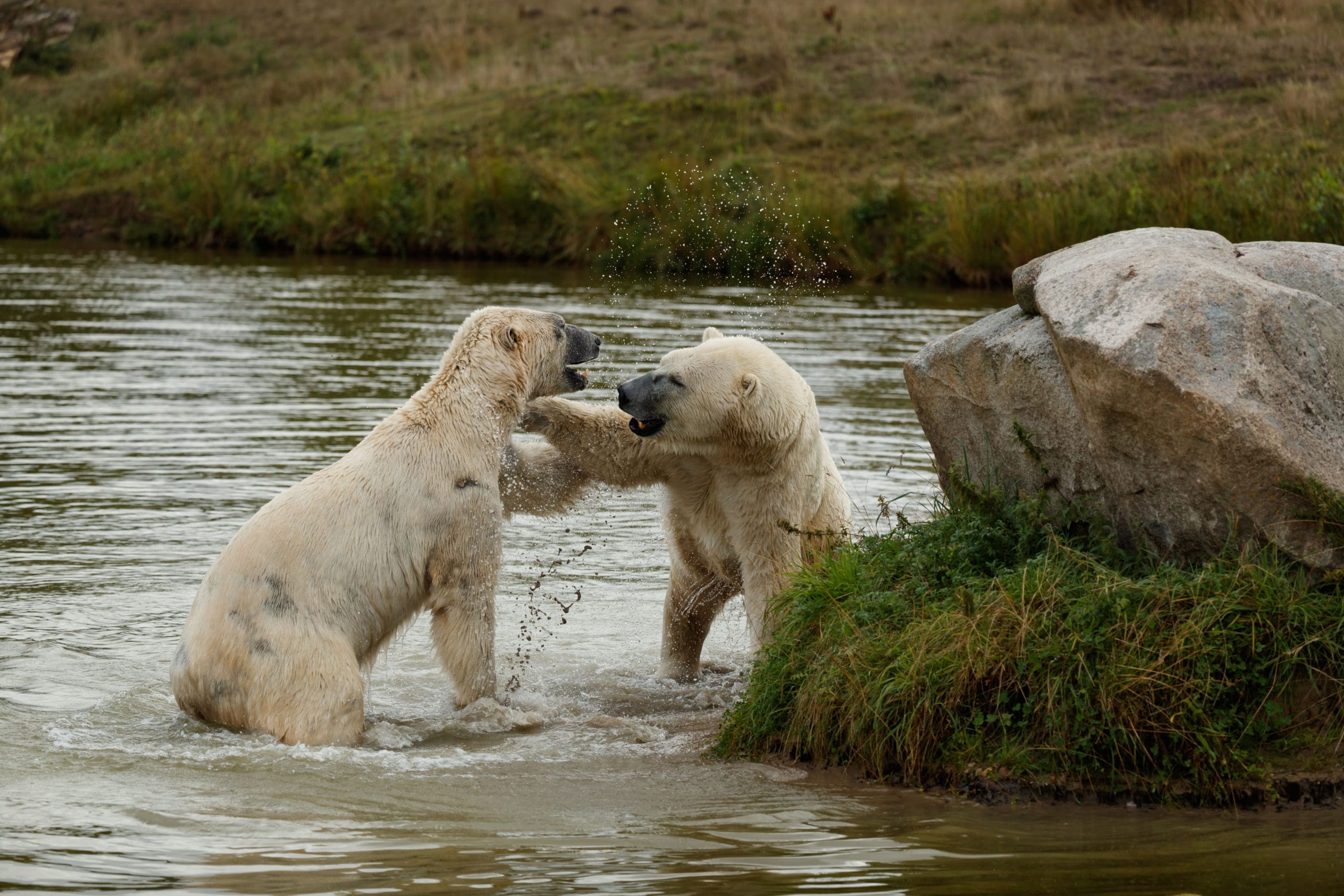 Isbjørne i dyrepark