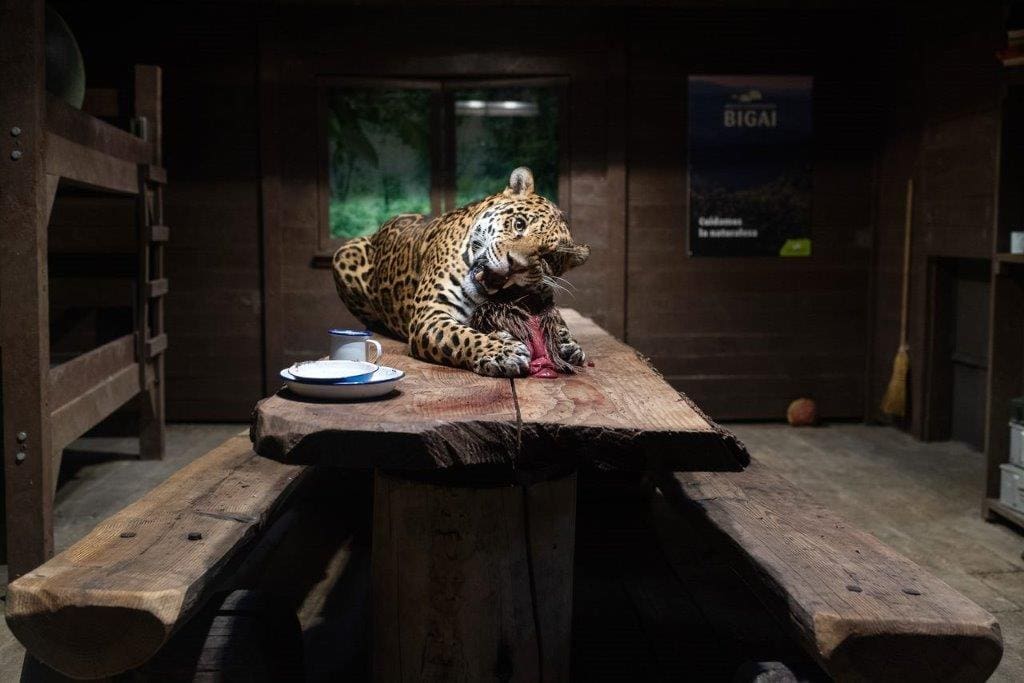 Jaguar